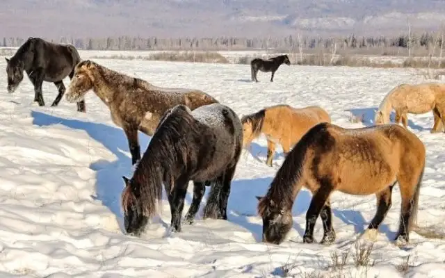 казахская порода лошадей 