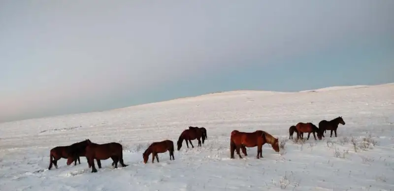 Ақмола облысында жоғалған бір үйір жылқы табылды 