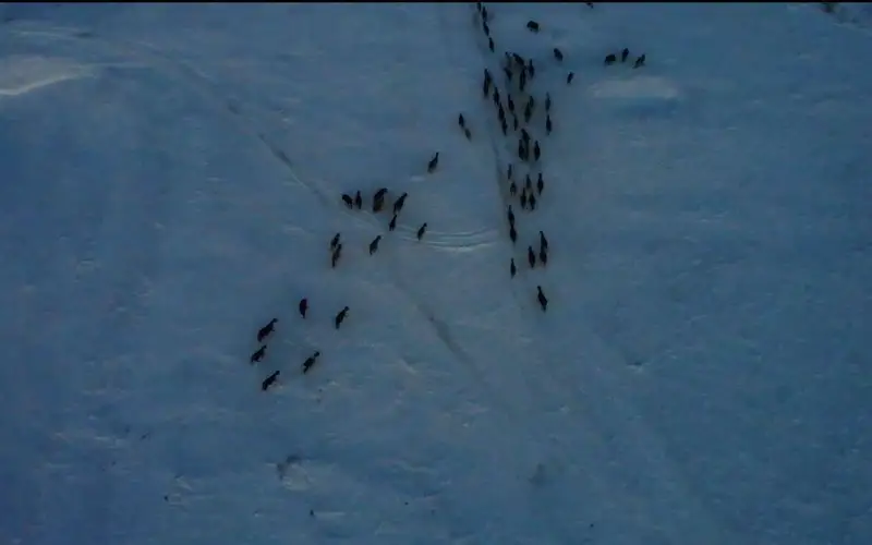 табун лошадей