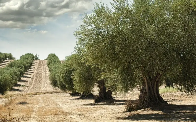 зәйтүн ағашы