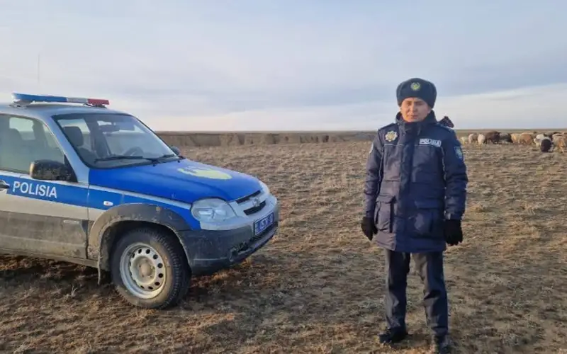 800 пропавших овец на 35 млн тенге нашли в Костанайской области