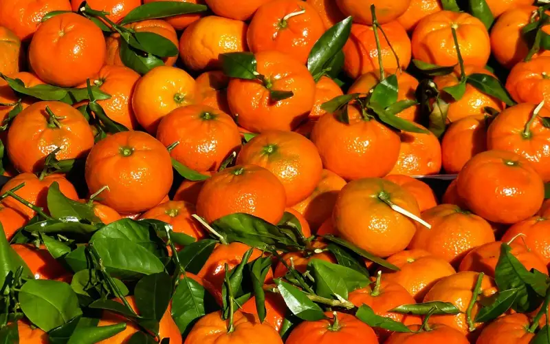 Ўзбекистонда мандарин рекорд даражада арзонлашди