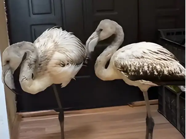 птенцы розового фламинго