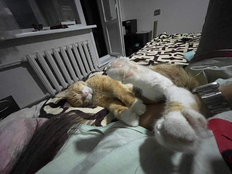 Кот Луч