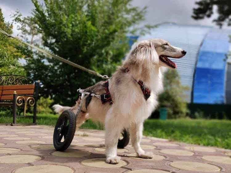 Собака Ева
