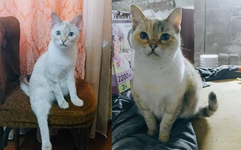 кошки