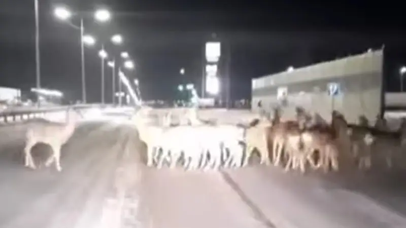 Көкшетауда бір үйір киік автожолға шығып кетті