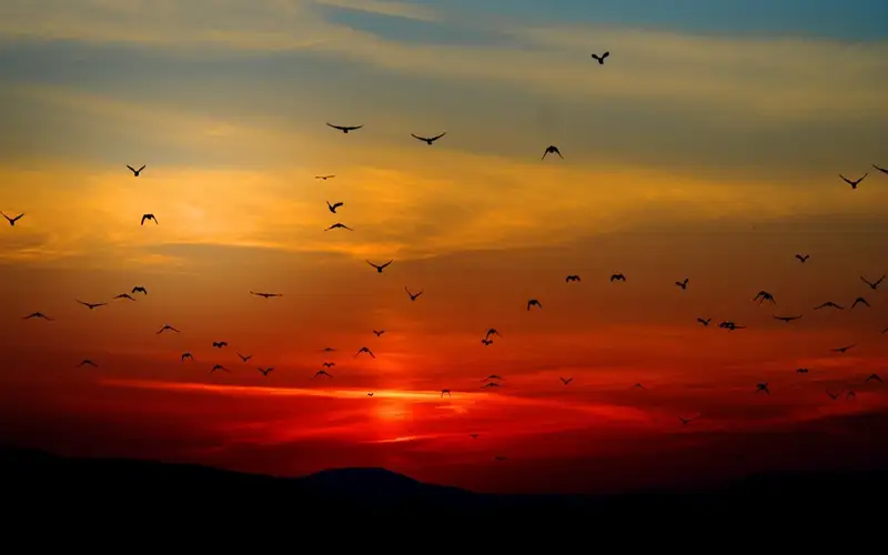 birds