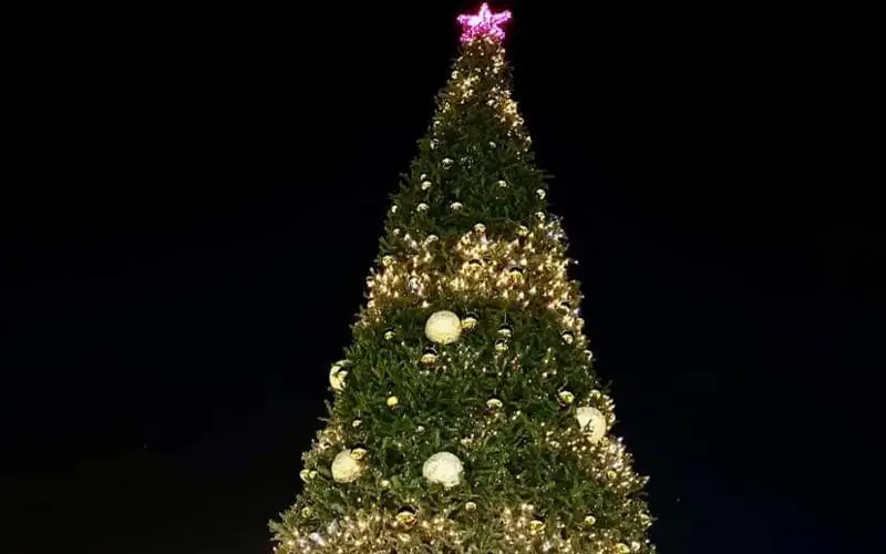 Туркистонда 22 метр баландликдаги арча ўрнатилди