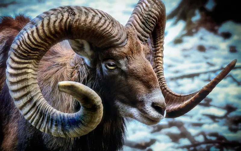 Архар
