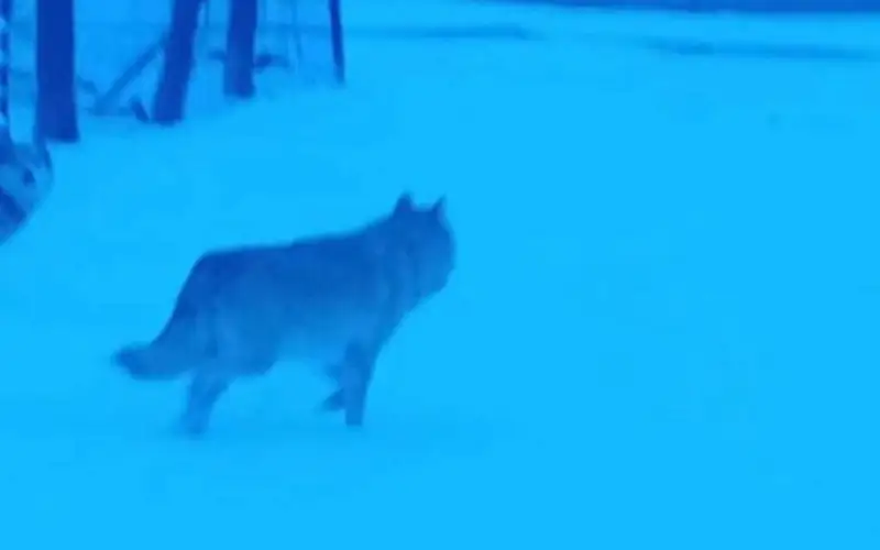 Волк напал на трех жителей Каркаралинска