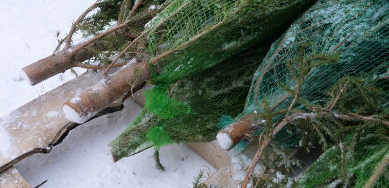 вырубка деревьев