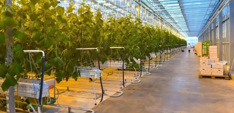 қишлоқ хўжалиги