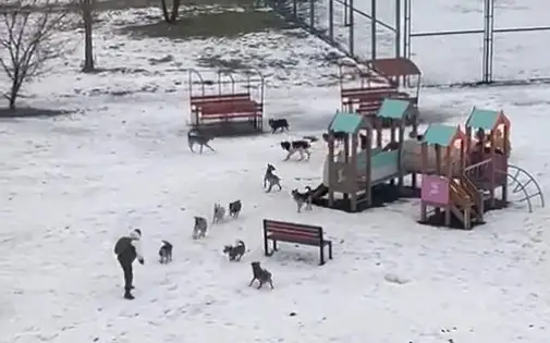 нападение собак