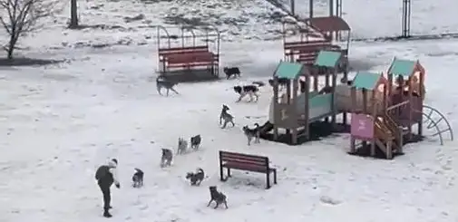 Dog attack