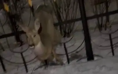 спасение косули в Кокшетау