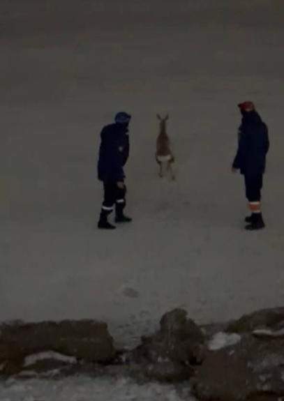 спасение косули в Кокшетау спасение косули в Кокшетау