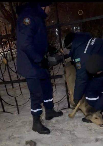 спасение косули в Кокшетау спасение косули в Кокшетау
