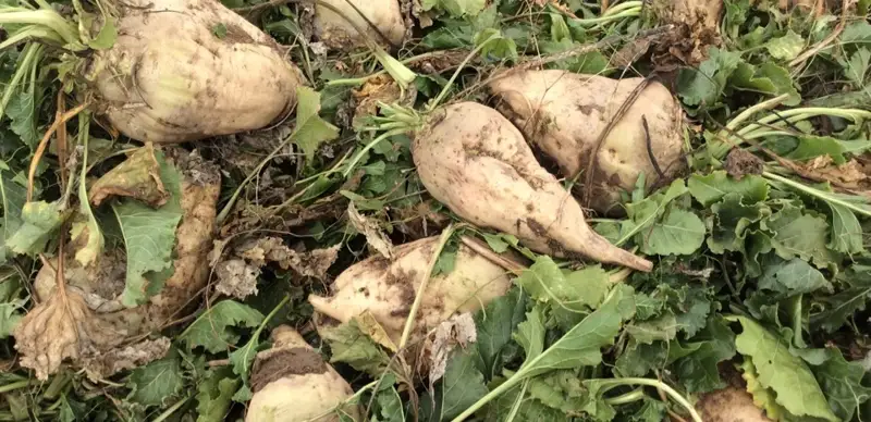 высокий урожай сахарной свеклы собрали жамбылские аграрии