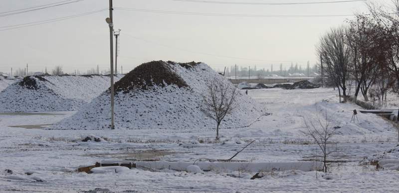 сахарная свекла