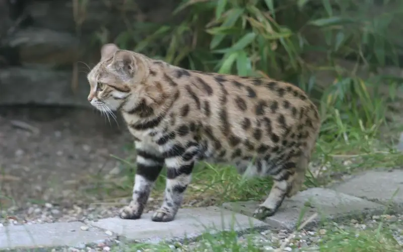 Вырождение грозит самым маленьким кошкам в мире