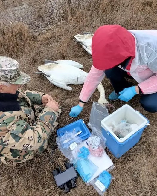 Bird flu causes mass death of swans on Lake Karakol