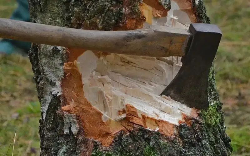 Қонаевта 22 түп ағашты заңсыз кескендер ұсталды