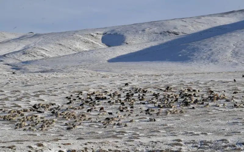 Поголовье скота в Монголии составило 64,7 млн голов