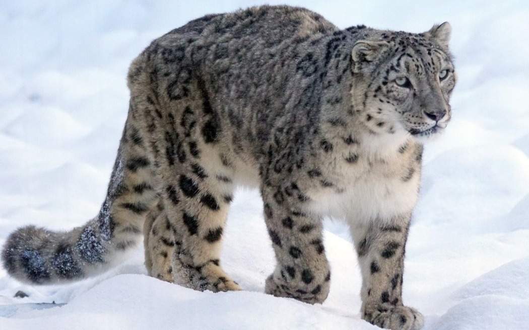 Жалаңаш ұятсыз әйелдер