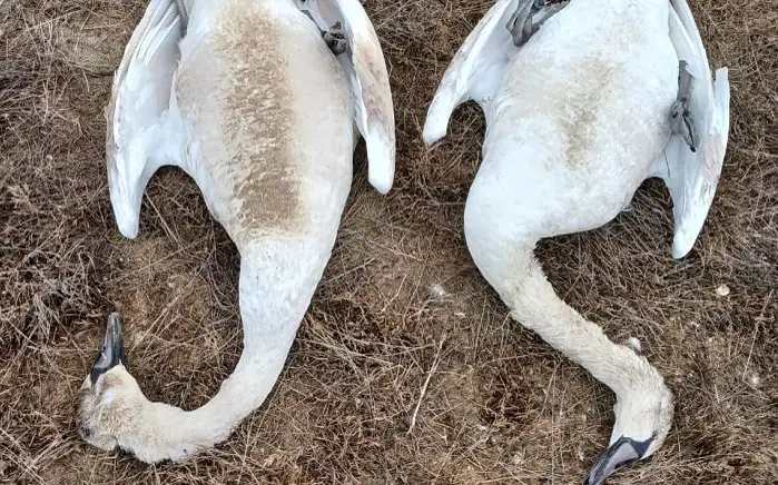 Названа причина гибели лебедей на озере Караколь в Мангистауской области