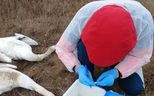 Қаракөлде қырылған аққулар саны төрт жүзден асып жығылды