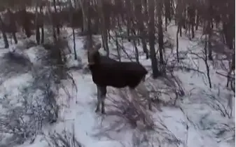 Баянауыл ұлттық паркі