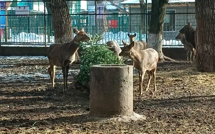 елки в зоопарке Алматы