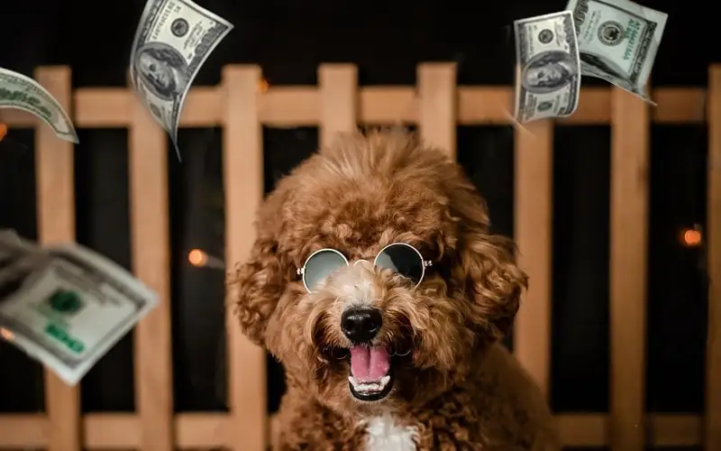 собака съела доллары