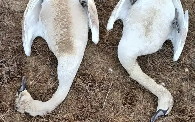 Swans on Lake Karakol died from malnutrition, veterinary authorities say