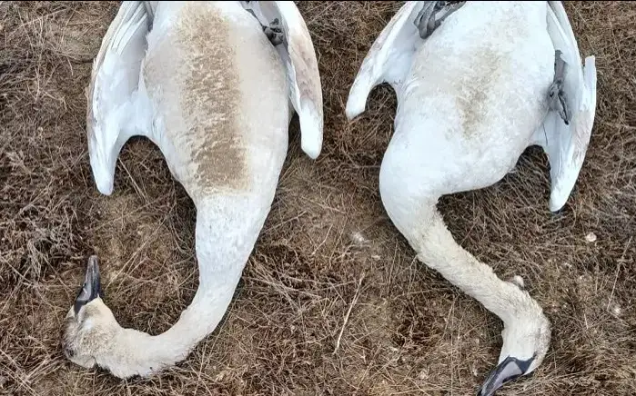 Swans 