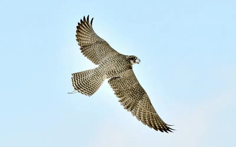 Abu Dhabi