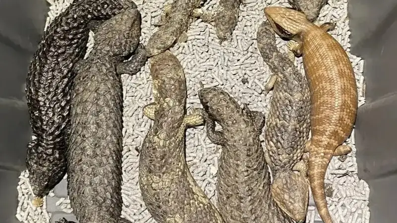 калтакесаклар