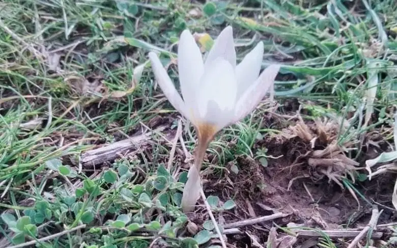 Түркістан облысы