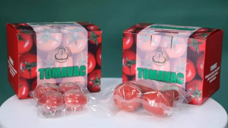 Өзбекстан ғалымдары қызанақтан COVID-19-ға қарсы жаңа вакцина жасап шығарды