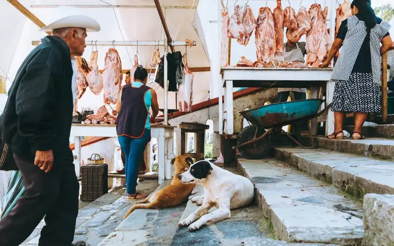 Корея парламенти ит гўштидан фойдаланишни тақиқловчи қонун лойиҳасини маъқуллади