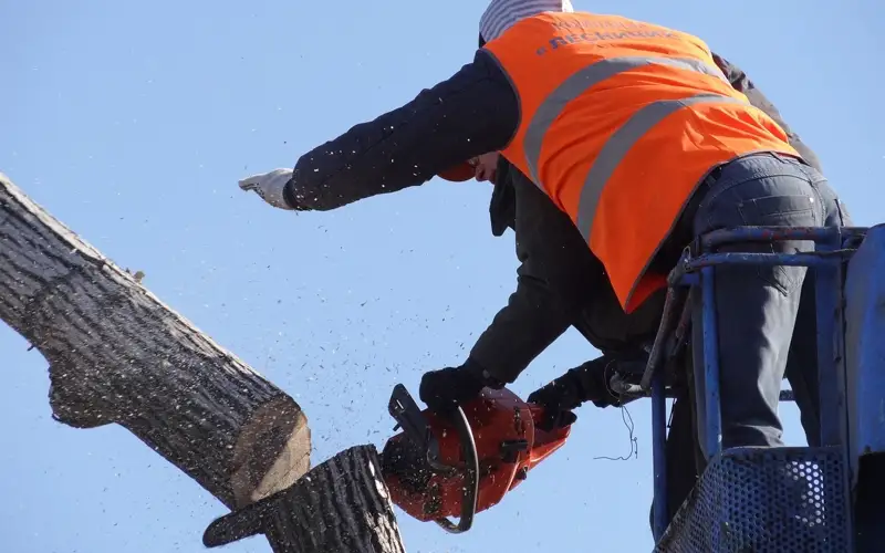 вырубка деревьев