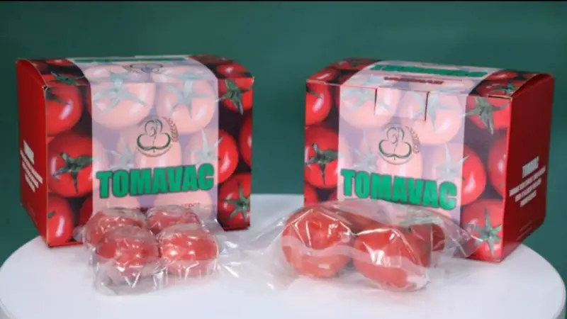 Ўзбекистон олимлари помидордан янги авлод COVID-19 вакцинаси яратди