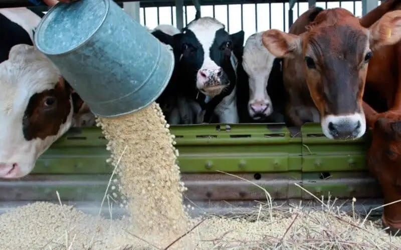 Ряд сельхозтоваров освободили от уплаты НДС в Кыргызстане