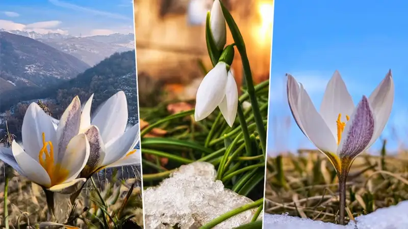 подснежники 