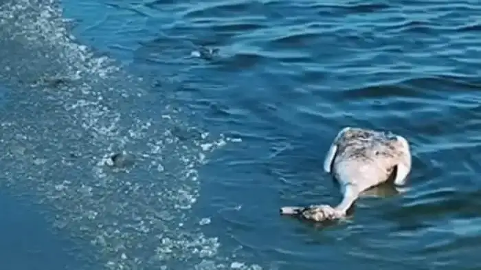  Қаракөлде қырылған аққу саны сегіз жүзден асты