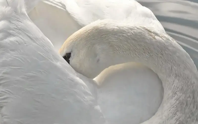 Mass bird die-off