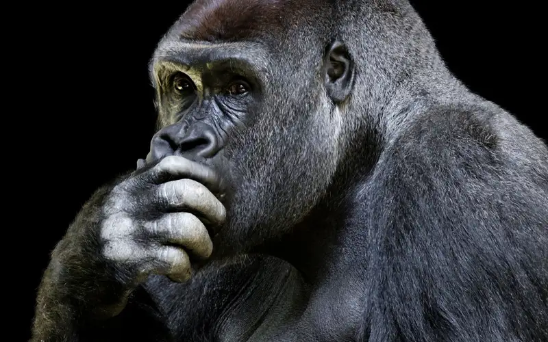 горилла