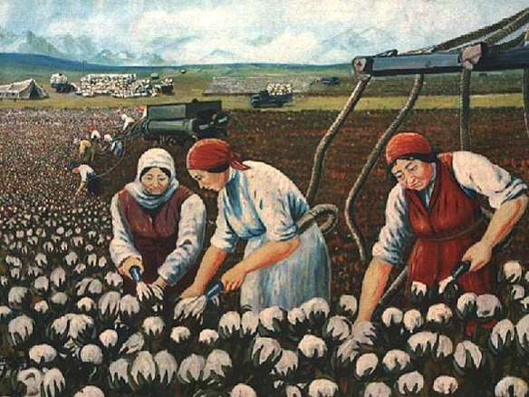 Picking cotton crop Picking cotton crop
