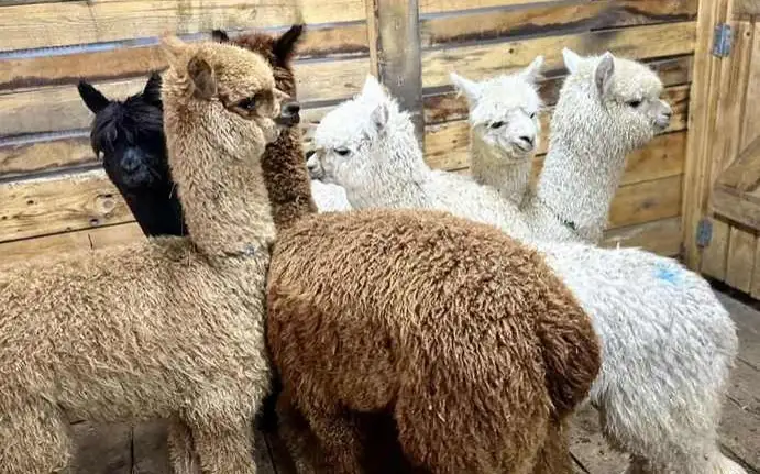 альпаки